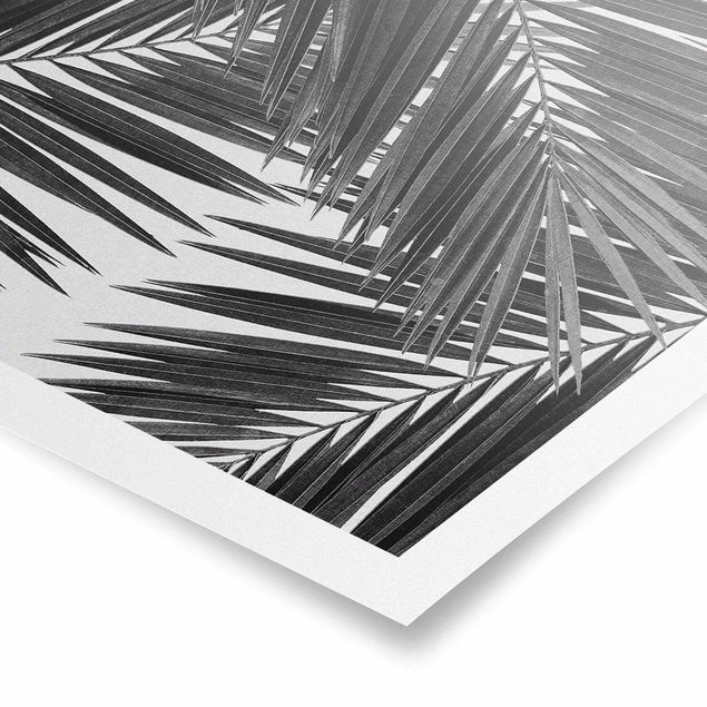 Czarno białe obrazki Widok na liście palmy, czarno-biały