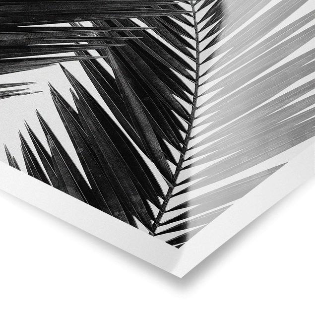 Obrazy z motywem kwiatowym Widok na liście palmy, czarno-biały