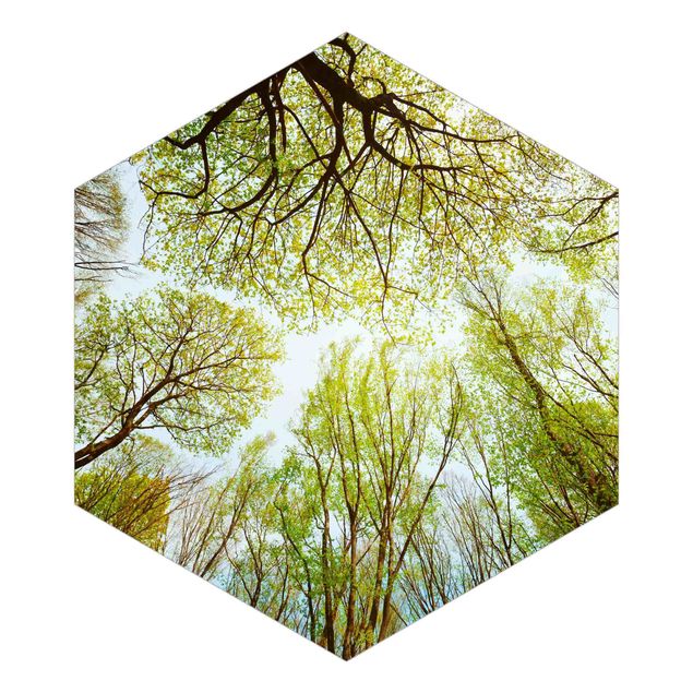 Fototapeta samoprzylepna heksagon - Glance Upon Treetops