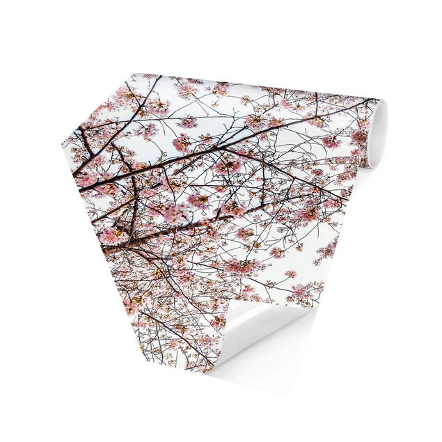 Fototapety Glance Upon Blossoming Cherry Branches