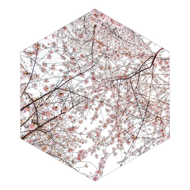 Fototapeta samoprzylepna heksagon - Glance Upon Blossoming Cherry Branches