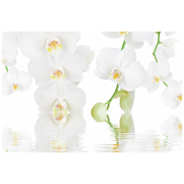 Folia okienna do salonu Orchidea wellness - Orchidea biała