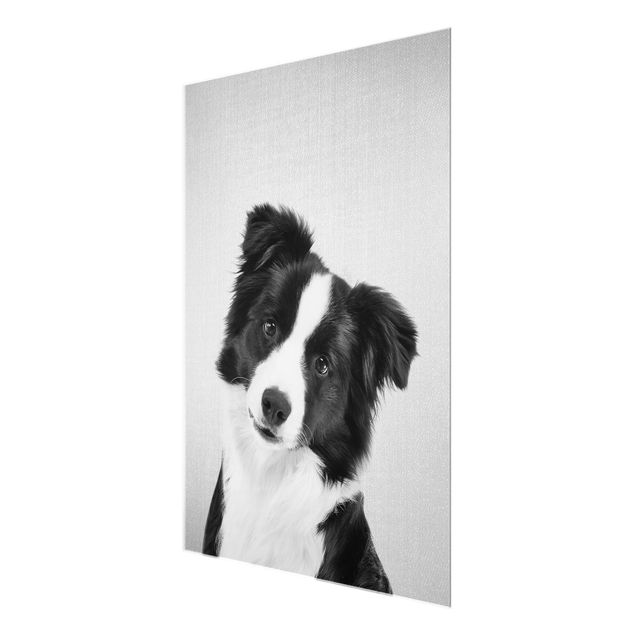Obrazy nowoczesne Border Collie Benni Black And White