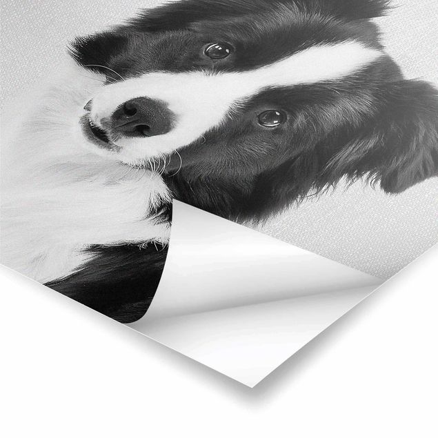 Czarno białe plakaty Border Collie Benni Black And White