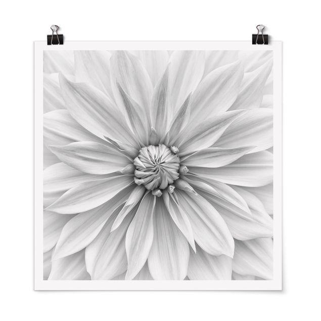 Czarno białe obrazki Kwiat botaniczny w kolorze białym
