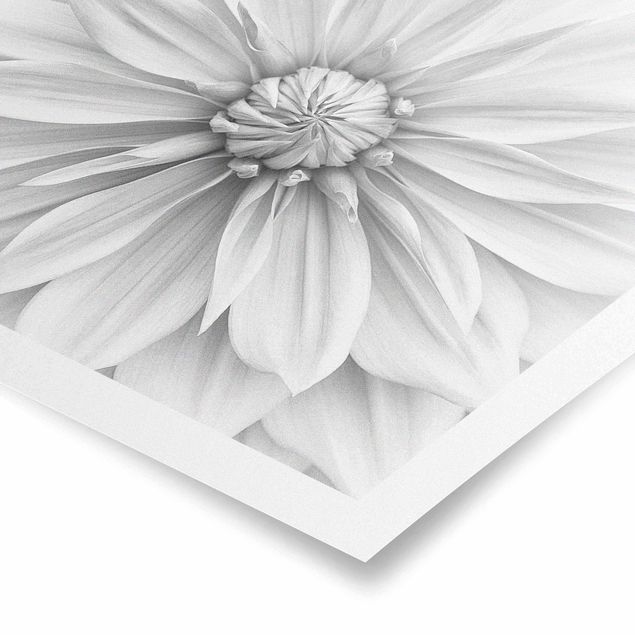 Obrazy z motywem kwiatowym Kwiat botaniczny w kolorze białym