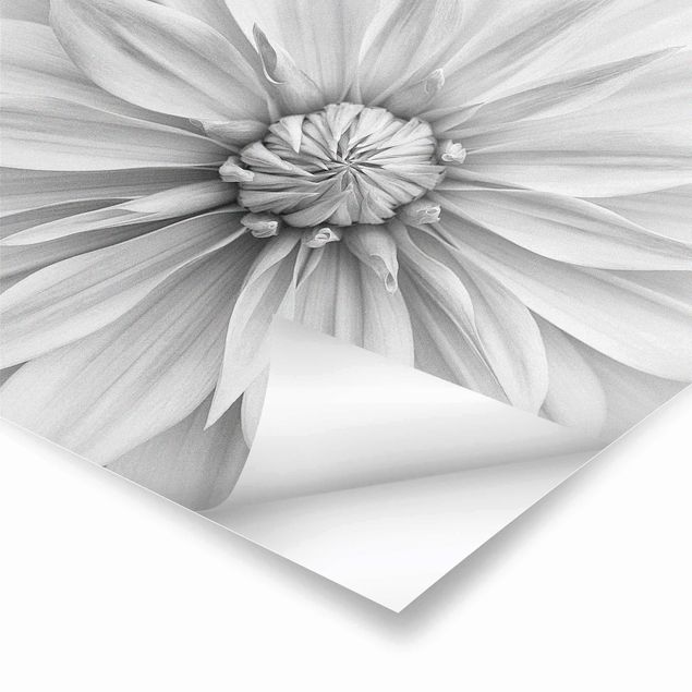 Plakaty na sciane Kwiat botaniczny w kolorze białym