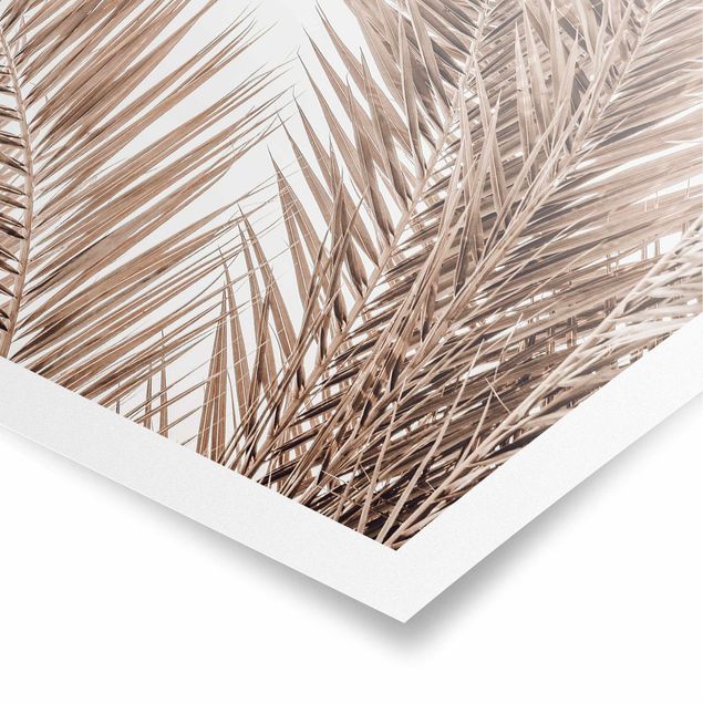 Obraz brązowy Brązowe liście palmy