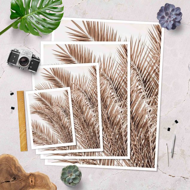 Plakaty Brązowe liście palmy
