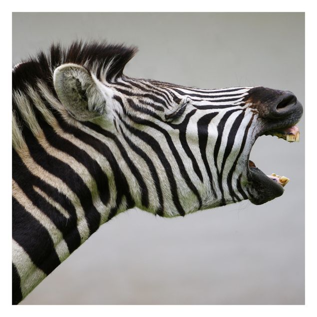 Fototapeta - Rycząca Zebra