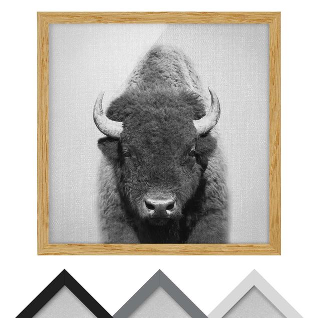Zwierzęta obrazy Buffalo Bertram Black And White