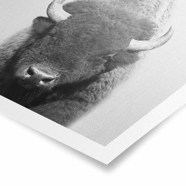 Czarno białe obrazki Buffalo Bertram Black And White