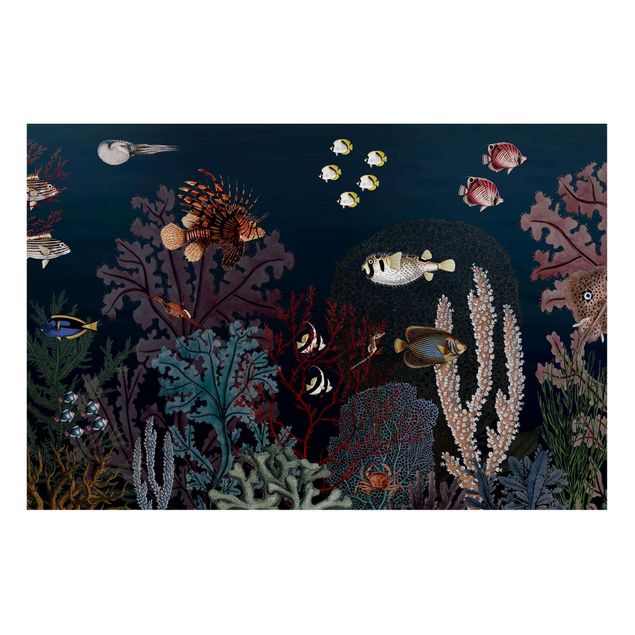 Obrazy nowoczesne Kolorowa rafa koralowa nocą
