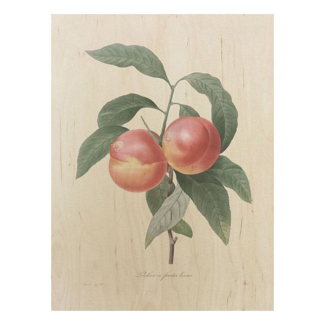 Obrazy Botany Vintage Illustration Peach