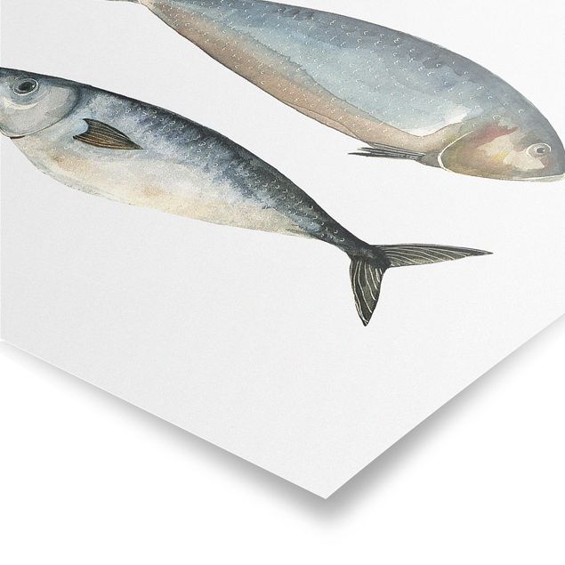Ryby obrazy Cztery ryby w akwareli II