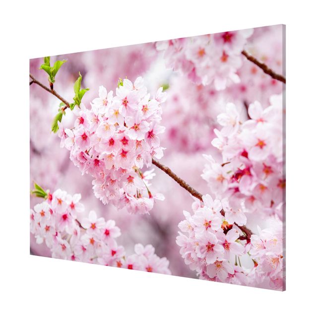 Obrazy do salonu Japońskie kwiaty wiśni