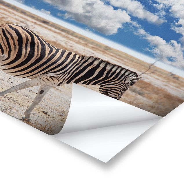 Obrazy Afryka Zebra na sawannie
