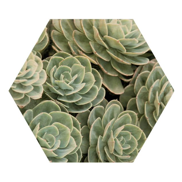 Obraz heksagonalny z drewna - Zielone sukulenty