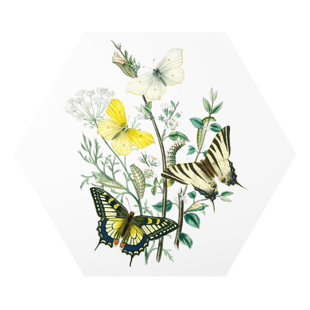 Obrazy zwierzęta Motyle brytyjskie III