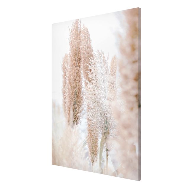 Obrazy nowoczesne Trawa pampasowa w białym świetle