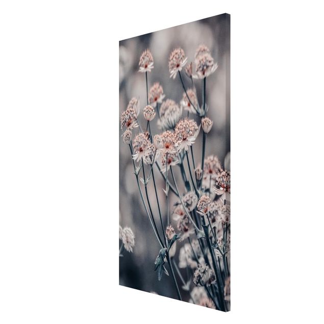 Obrazy nowoczesny Mistyczna krzewinka kwitnąca