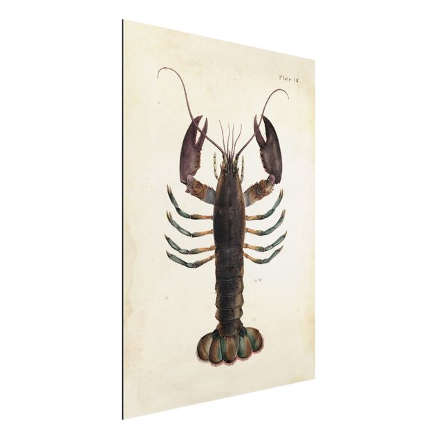 Dekoracja do kuchni Ilustracja homara w stylu vintage