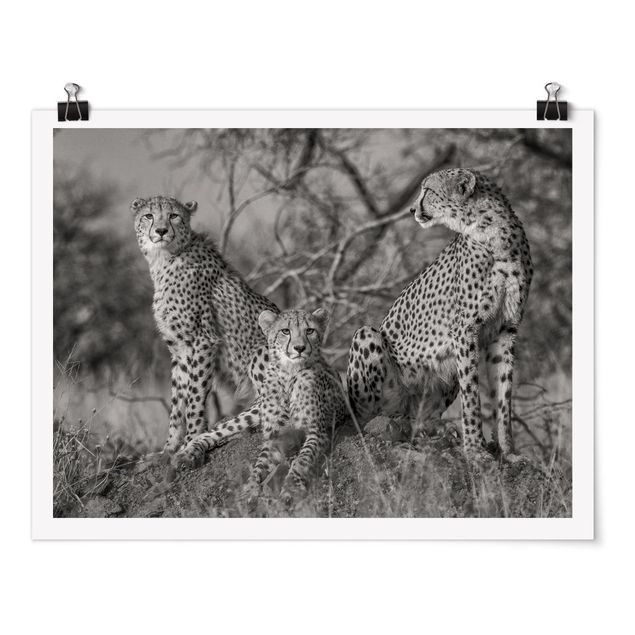 Obrazy ze zwierzętami Trzy gepardy