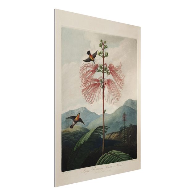 Dekoracja do kuchni Botanika Vintage Ilustracja kwiat i koliber