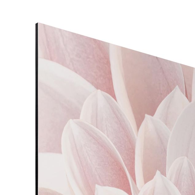 Obrazy z motywem kwiatowym Dahlia w kolorze pudrowego różu