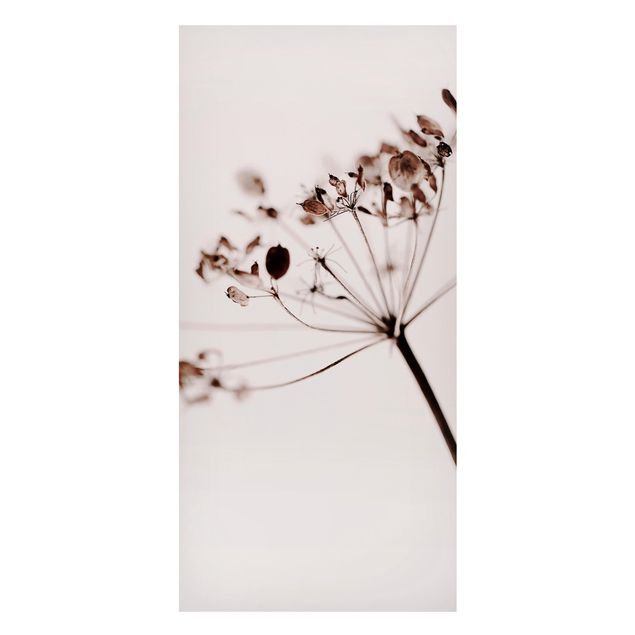 Obrazy do salonu Makro ujęcie suszonego kwiatu w cieniu