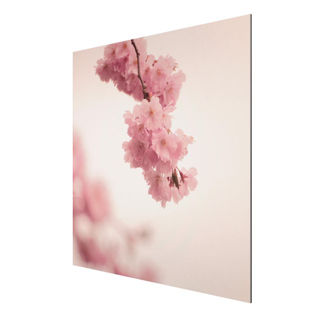 Obrazy nowoczesny Bladoróżowy wiosenny kwiat z bokeh