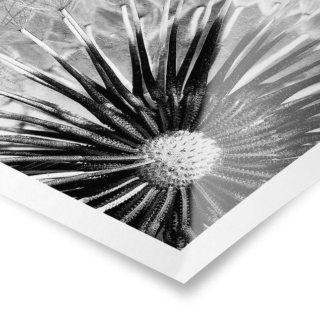 Czarno białe obrazy Dandelion czarno-biały