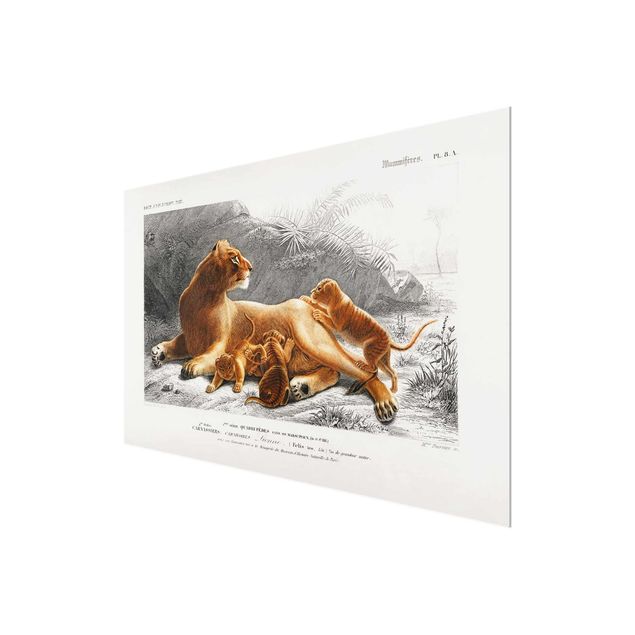 Obrazy do salonu nowoczesne Tablica edukacyjna w stylu vintage Lwica z młodymi lwiątkami