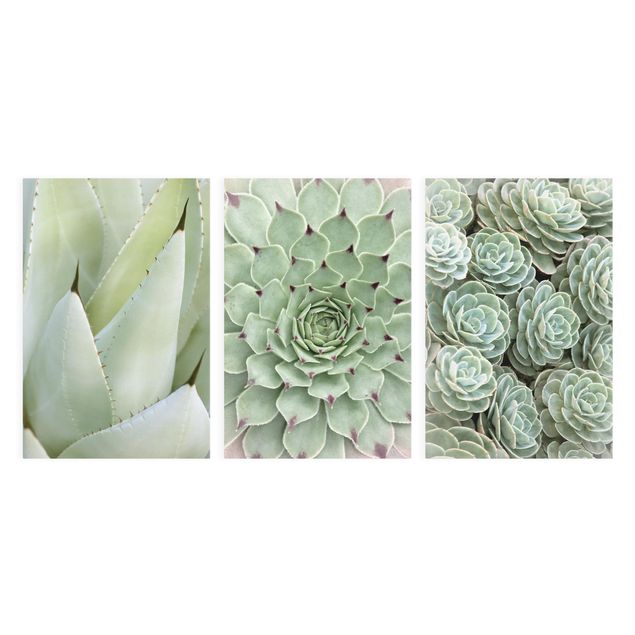 Obrazy z motywem kwiatowym Cacti Trio