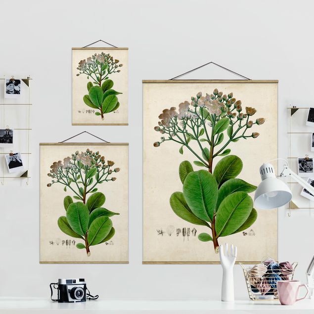 Obrazy kwiatowe Tablica poglądowa drzew liściastych VIII