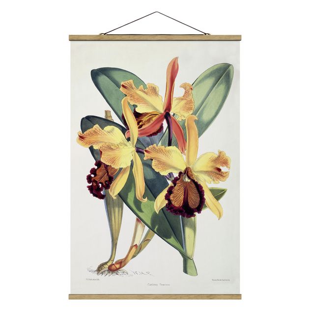Obraz vintage Walter Hood Fitch - Orchidea