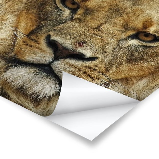Plakaty ze zwierzętami Mądrość lwa