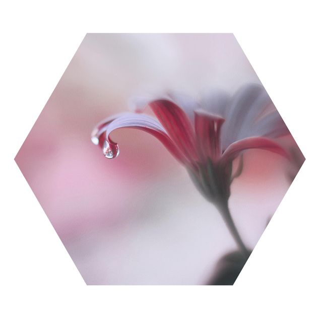 Obrazy z motywem kwiatowym Niewidzialny dotyk