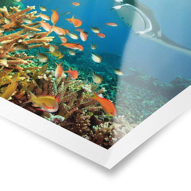 Obrazy ryby Refa koralowa
