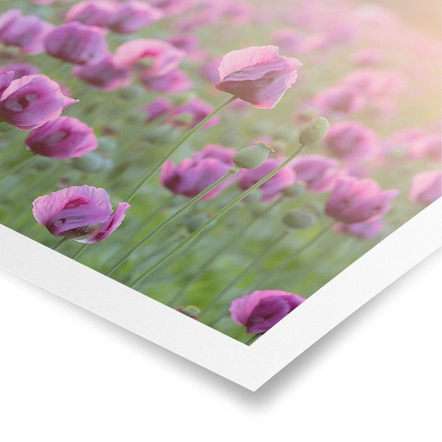 Obrazy kwiatowe Fioletowa łąka z makiem opium wiosną
