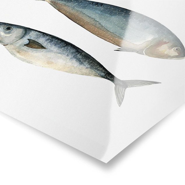 Obraz niebieski Cztery ryby w akwareli II