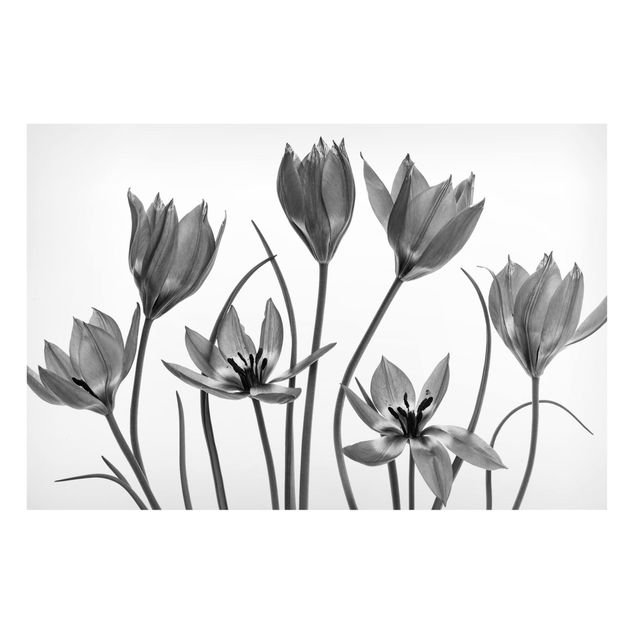 Obrazy do salonu nowoczesne Siedem kwiatów tulipana Czarno-biały