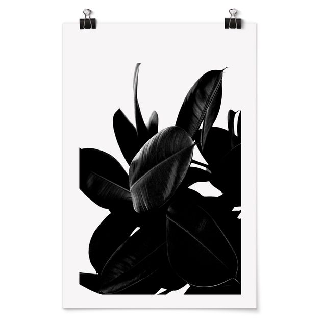 Obrazki czarno białe Rubber Tree Leaves czarno-biały