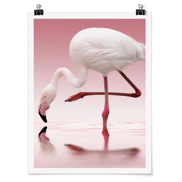 Obrazy zwierzęta Taniec flamingów