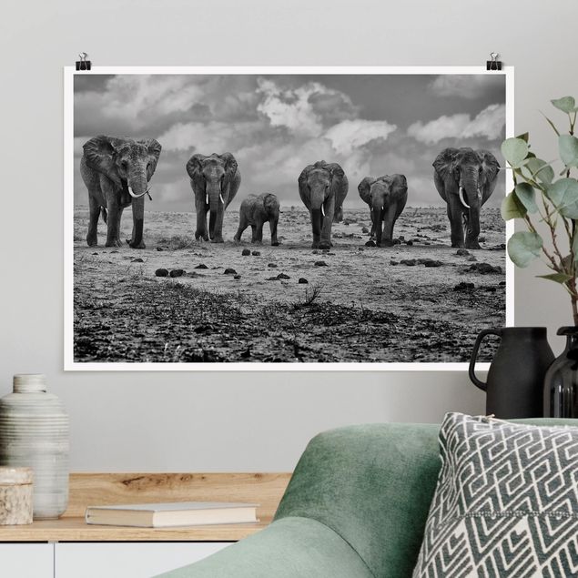 Słoń obraz Rozszerzona rodzina