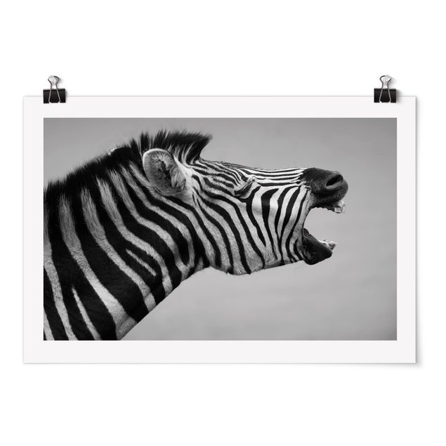 Obrazy zwierzęta Rycząca Zebra II