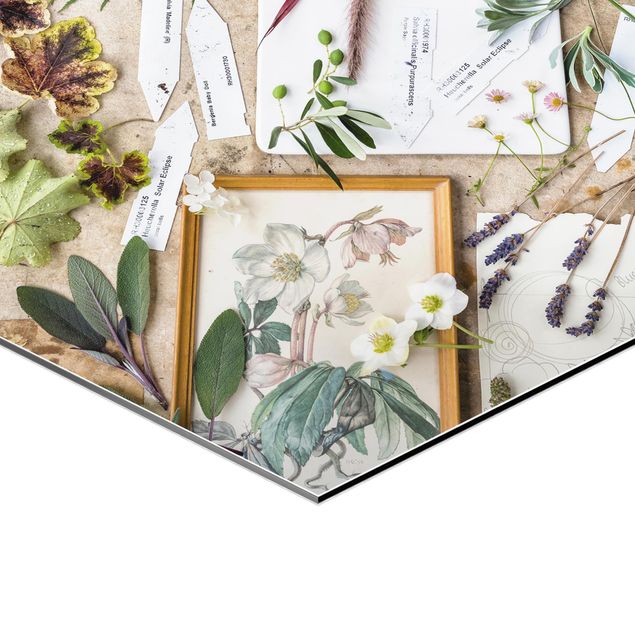 Obraz heksagonalny z Alu-Dibond - Kwiaty i zioła ogrodowe Vintage