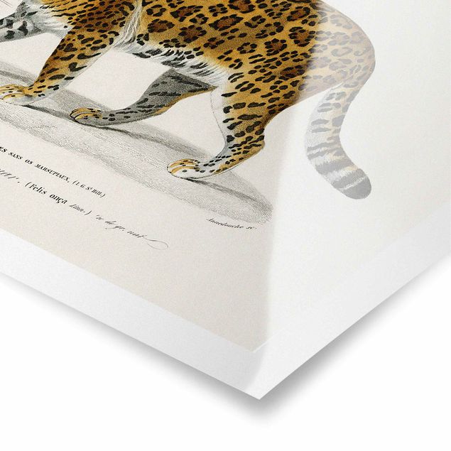 Obrazy tygrys Tablica edukacyjna w stylu vintage Jaguar