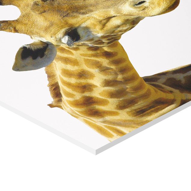 Obraz heksagonalny z Forex - Nr 21 Ciekawa żyrafa