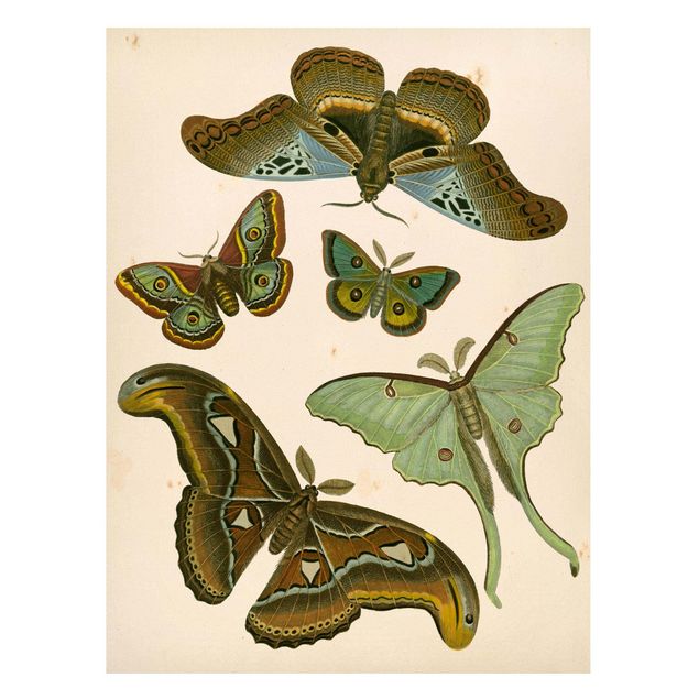 Obrazy do salonu nowoczesne Ilustracja w stylu vintage Motyle egzotyczne II